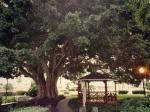 Banyon Tree at Placida