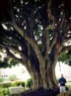 I just love this Banyon tree that welcomes you to the Placida Harbor....and that man walking under it.